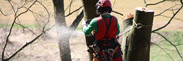 Baum fällen